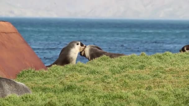 Южные тюлени играют — стоковое видео