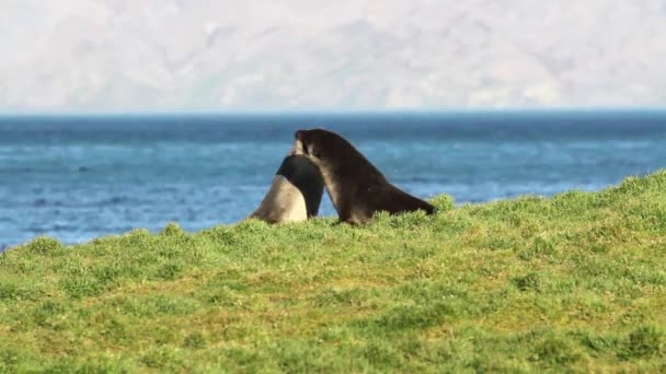 Sur de focas de piel jugando — Vídeo de stock