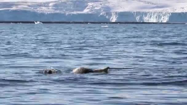 Пингвины плавают в воде — стоковое видео