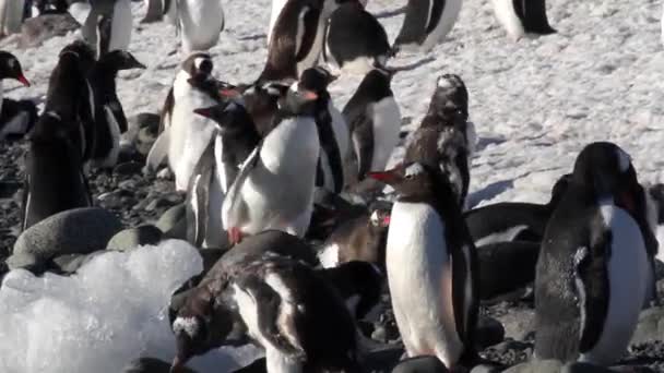 Pingouins courant sur le rivage 