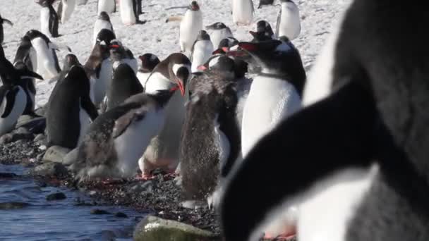 Pinguini che mangiano sulla riva — Video Stock