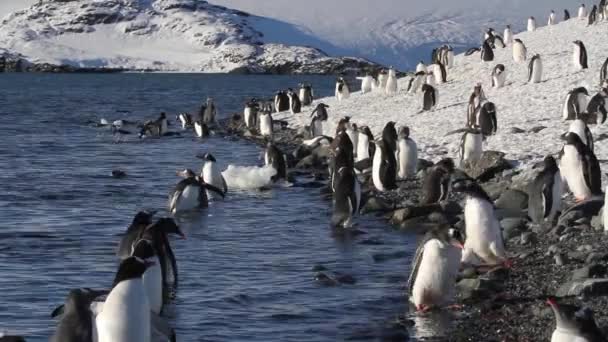 Pinguini in piedi sulla riva — Video Stock