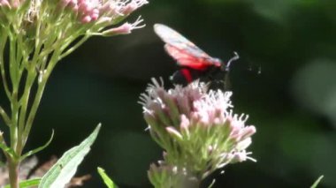 Kırmızı kelebek çiçek