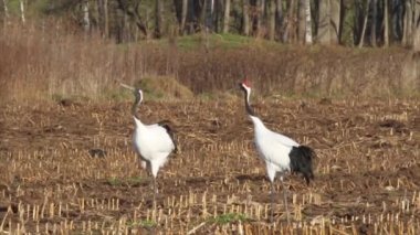 Kırmızı taç Vinçler ses yapar