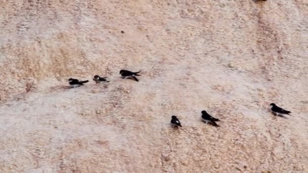 House martin kuşlar — Stok video