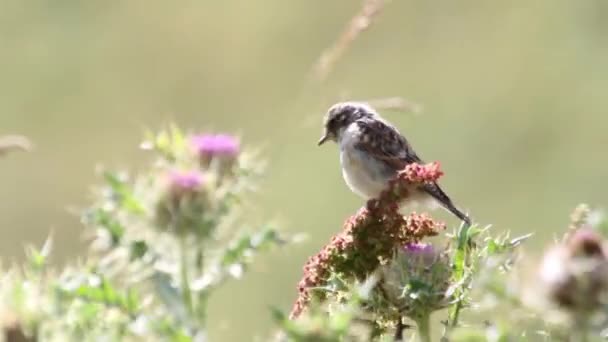 Pájaro se sienta en rama — Vídeos de Stock