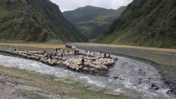 Schapen met herders door berg rivier — Stockvideo