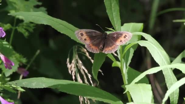 Hnědý motýl na listu — Stock video