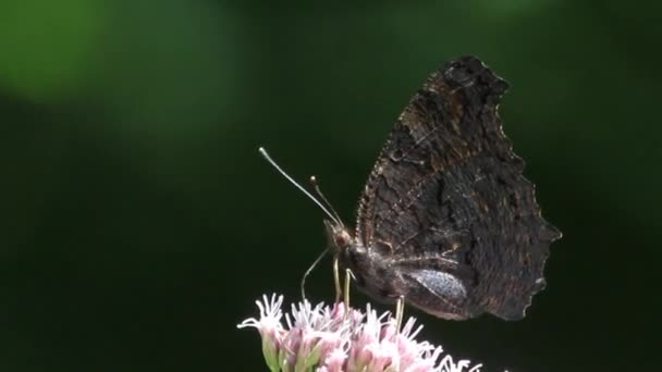 Mariposa negra sobre una flor — Vídeo de stock
