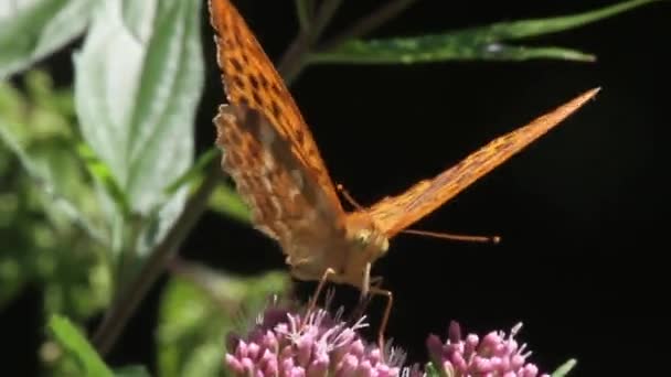 Pomarańczowy motyl na kwiatach — Wideo stockowe