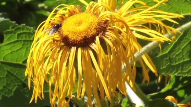 Μύγα, κάθεται στο λουλούδι — Αρχείο Βίντεο