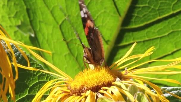 Mariposa fidding de flor — Vídeos de Stock