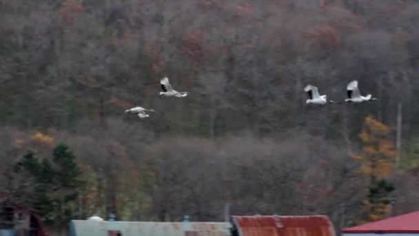 Grues à couronne rouge volent 