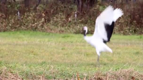 Red crowned Crane jumps — Stock Video