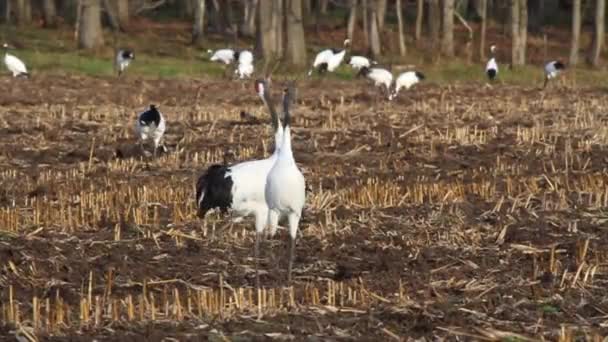 Grues à couronne rouge fait du bruit — Video