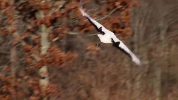 Red crowned Cranes flock flying — Stock Video