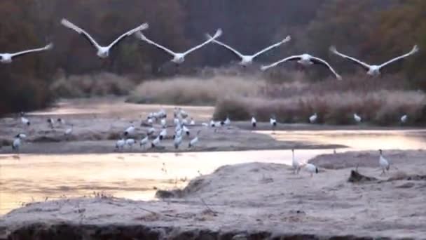 Röd krönad kranar flock flyger — Stockvideo