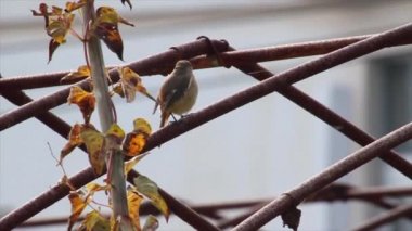 Kırmızı başlangıç kuş