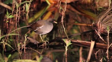 Moorhen geceleri uyku