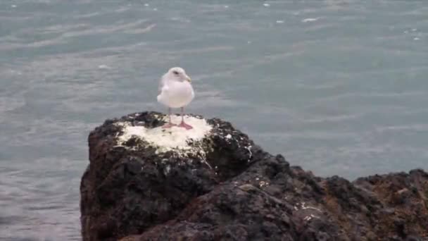 白色的海鸥在岩石上 — 图库视频影像