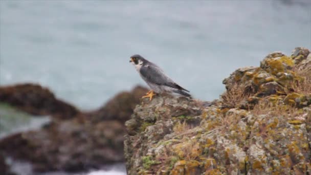 Peregrine Falcon berdiri di atas batu — Stok Video