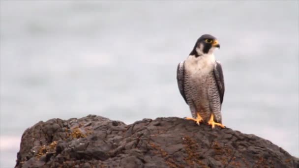 Halcón Peregrino de pie sobre una roca — Vídeos de Stock