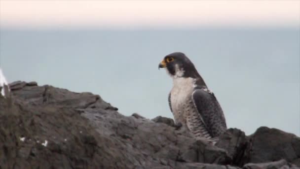 Halcón Peregrino de pie sobre una roca — Vídeo de stock