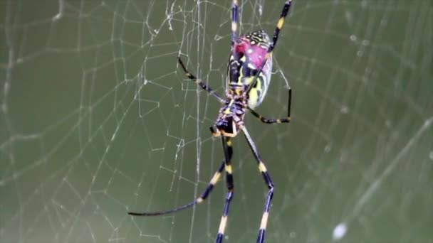 Pavouk se nachází na webu
