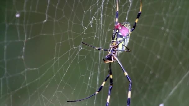 Spider sits on web — Stock Video