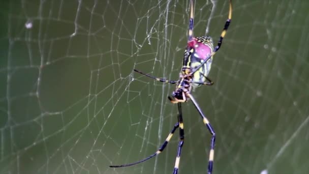 Aranha senta-se na web — Vídeo de Stock