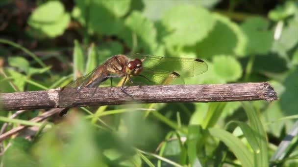 Dragonfly sitter på kvist — Stockvideo