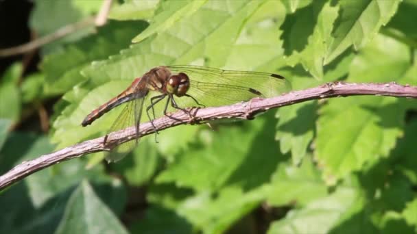 Dragonfly zit op een takje — Stockvideo