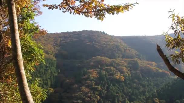 Japanische Waldhügel — Stockvideo