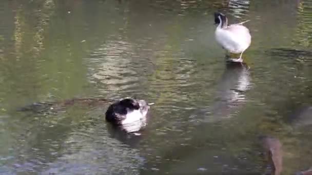 Patos-de-cauda no lago — Vídeo de Stock