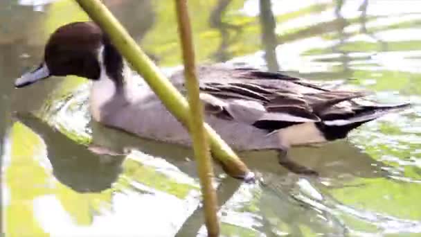 Pintail duck swim — Stock Video