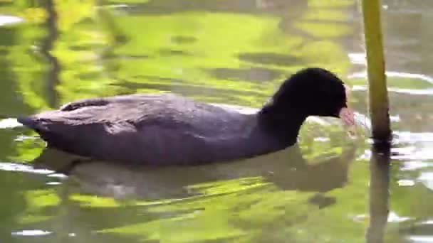 白骨顶鸭子游泳 — 图库视频影像
