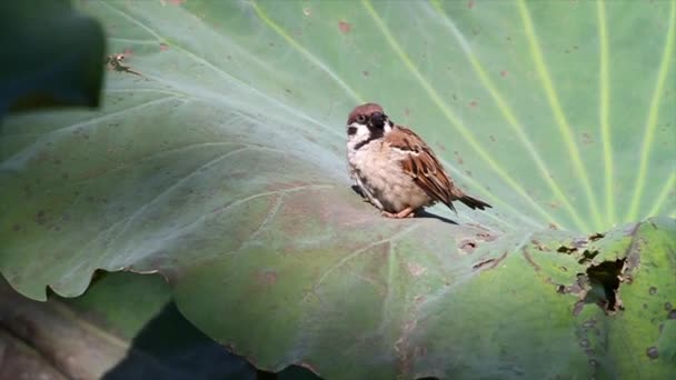 Burung pipit pohon pada daun — Stok Video