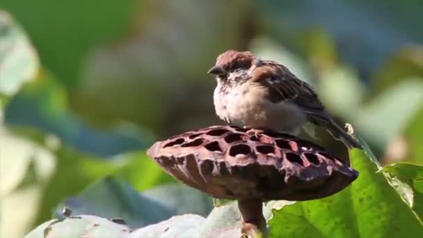 Tree sparrow bird — Stock Video