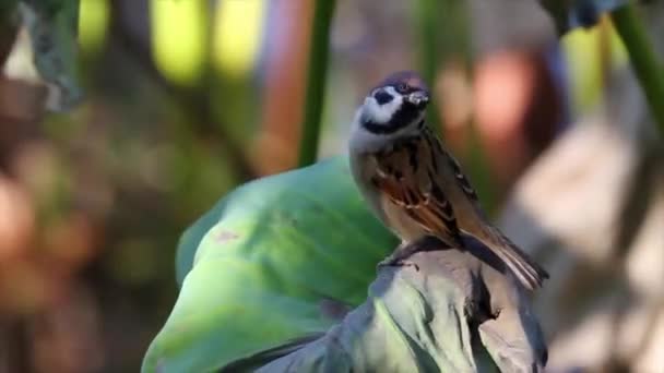 Ptak Wróbel drzewa — Wideo stockowe