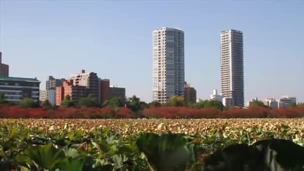 Giappone città portuale — Video Stock