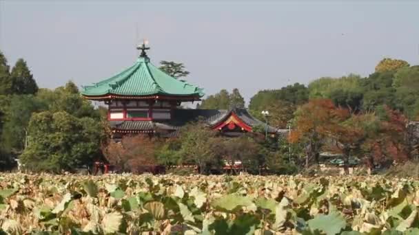 日本老建筑领域 — 图库视频影像