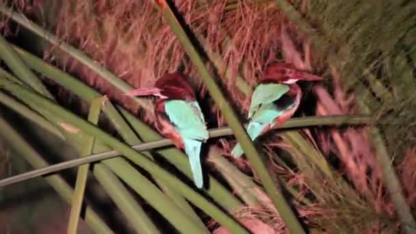 Martins-pêcheurs à poitrine blanche — Video