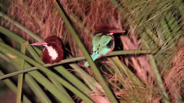 Beyaz kingfishers memeli — Stok video