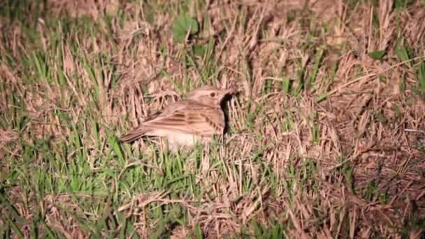 Crested lark sleep — Stock Video