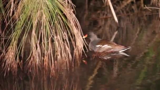 Moorhuhn sitzt im Wasser — Stockvideo