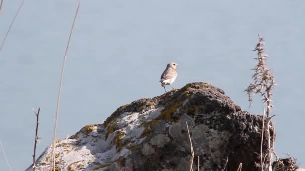 Bird sits on rock — Stock Video