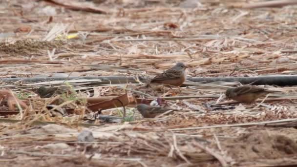 Oiseaux mangent sur le sol — Video