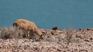 Dead Sea yakınındaki Nubian Dağ keçisi