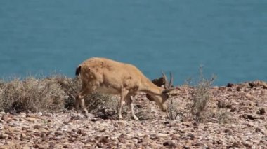 Dead Sea yakınındaki Nubian Dağ keçisi