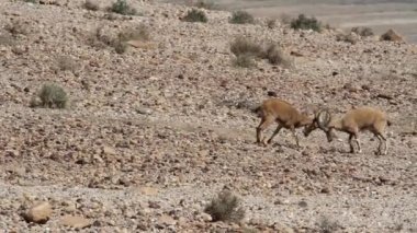 Dead Sea yakınındaki Nubian Dağ keçisi